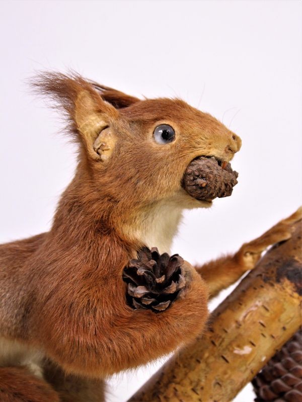 Mooie opgezette eekhoorn met dennenappel